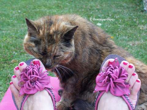 La Chatte - Mimine