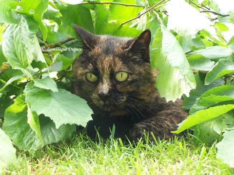 Chatte - Caramel