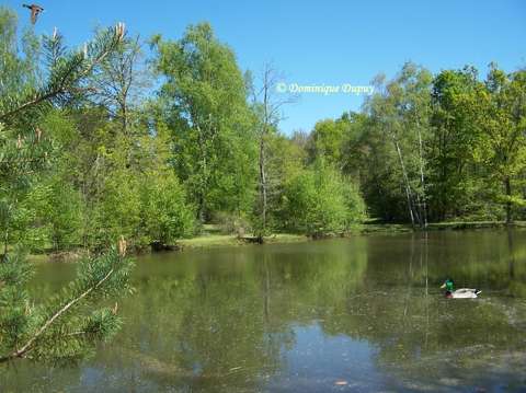 Etang en Sologne - France