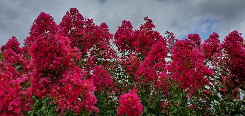 Lilas des indes
