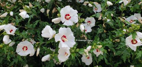 Hibiscus