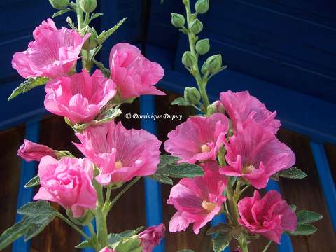 Roses trémières