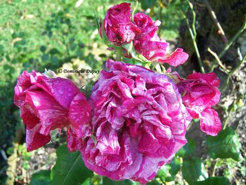 Roses du jardin