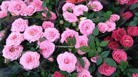 Les roses parfumées
