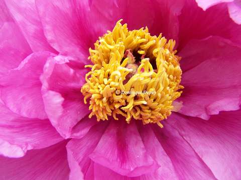 Pivoine