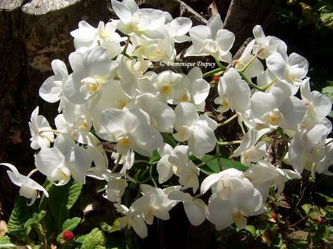 Orchidée