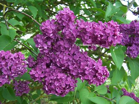 Lilas du jardin