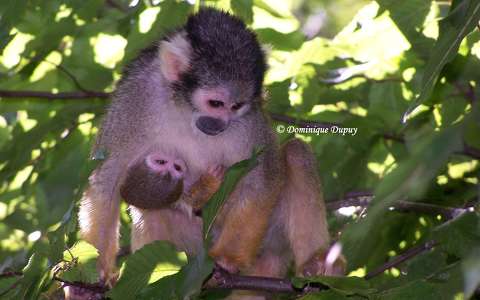 La Vallée des Singes - Romagne - France
