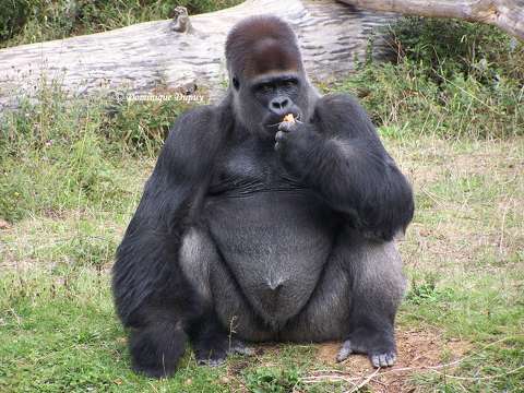 La Vallée des Singes - Romagne - France