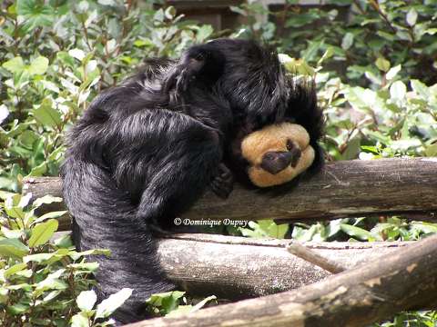 La Vallée des Singes - Romagne - France