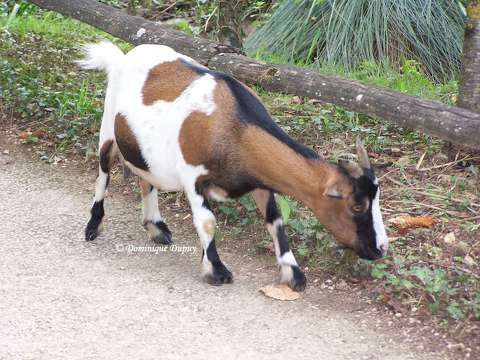Chèvre