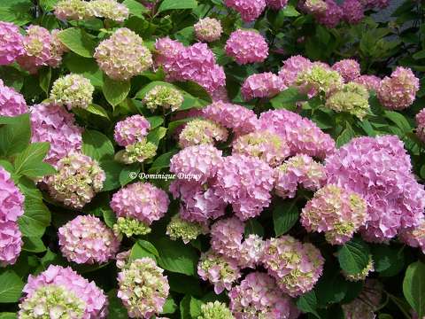 Hortensias