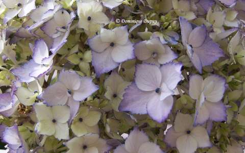 Hortensia