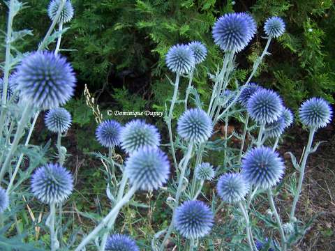 Chardons bleus