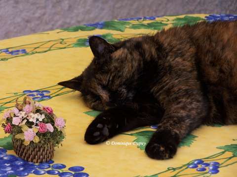 Chatte - Caramel