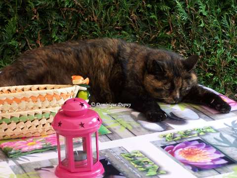 Chatte - Caramel