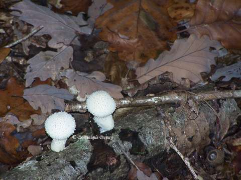 Champignons - Vesse-de-loup marginée