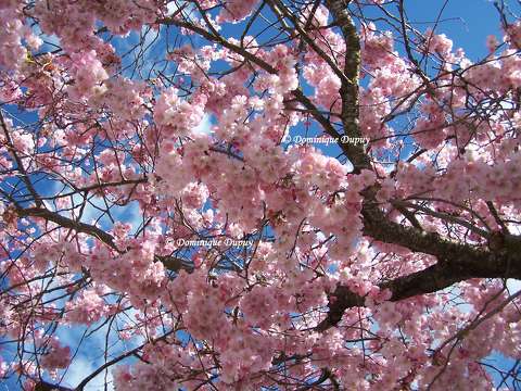 Le Cerisier en fleurs