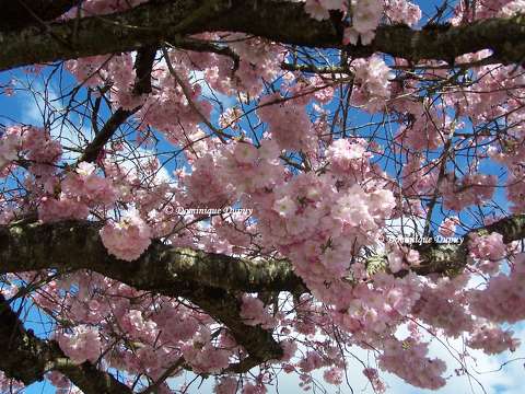 Le Cerisier en fleurs