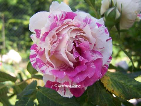 Rose du jardin
