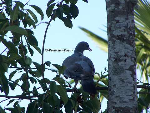 Pigeon