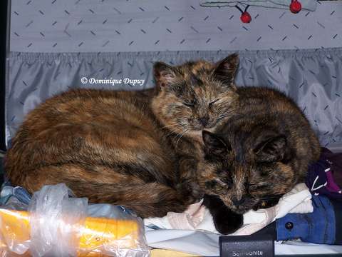 Passagers clandestins - Chattes - Mimine et Caramel