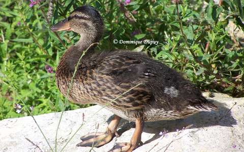 Femelle Colvert