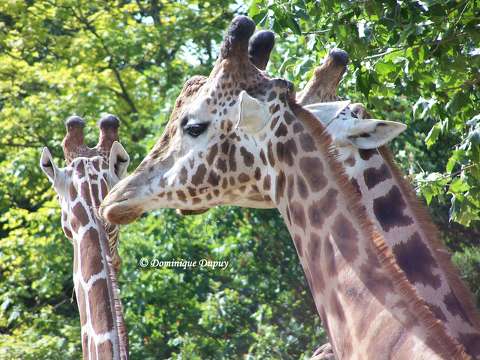 Girafes du Zoo de Beauval - France