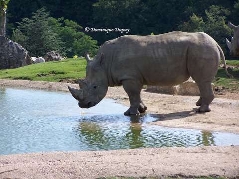 Rhinocéros du Zoo de Beauval - France
