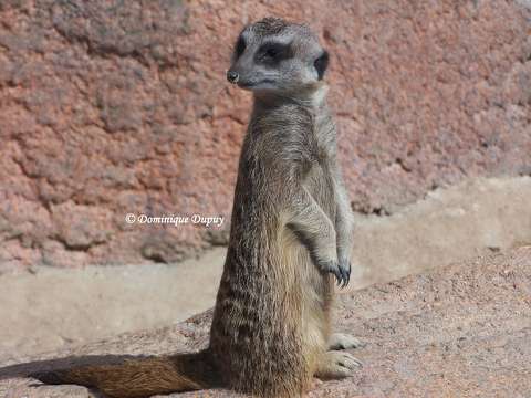 Suricate du Zoo de Beauval - France
