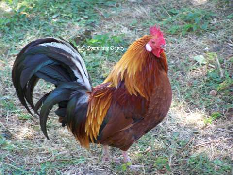 Coq