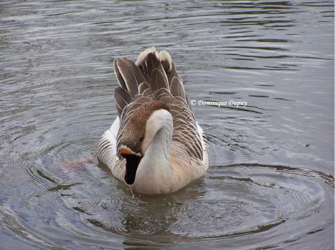 Canard