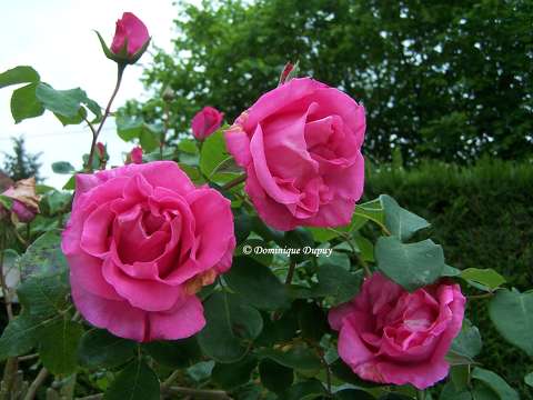 Roses du jardin