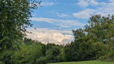 erdő