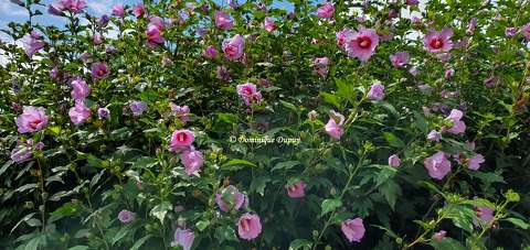 Hibiscus