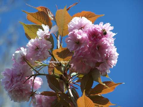 Prunus Serrulata Kanzan.
