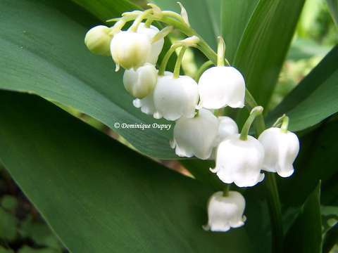 Muguet