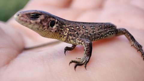 Kezes bárány helyett kis gyík