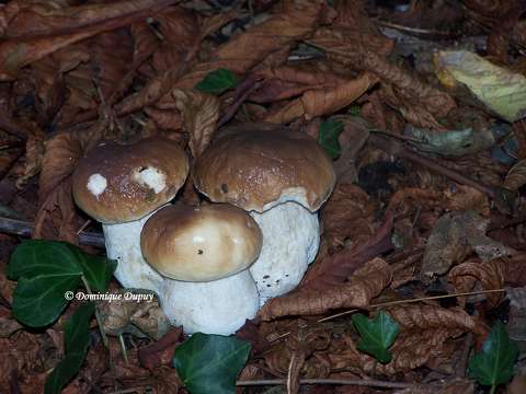 Champignons, Cèpes