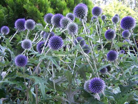 Chardons bleus