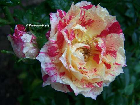 Roses du jardin
