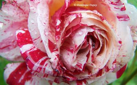 Rose du jardin