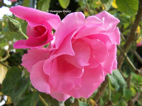 Roses du jardin
