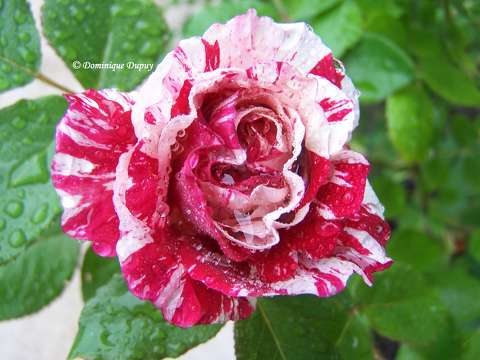 Rose du jardin