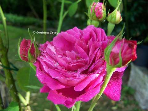 Roses du jardin