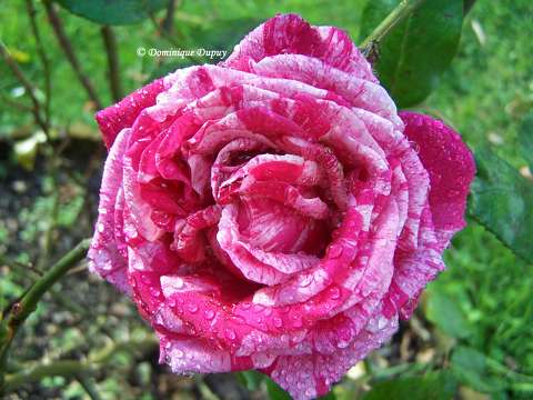 Rose du jardin
