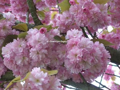 Prunus Serrulata Kanzan