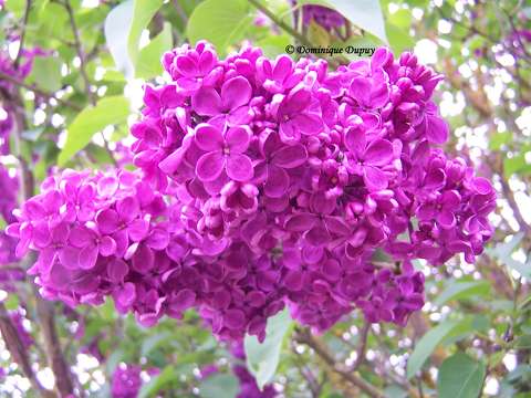 Lilas du jardin