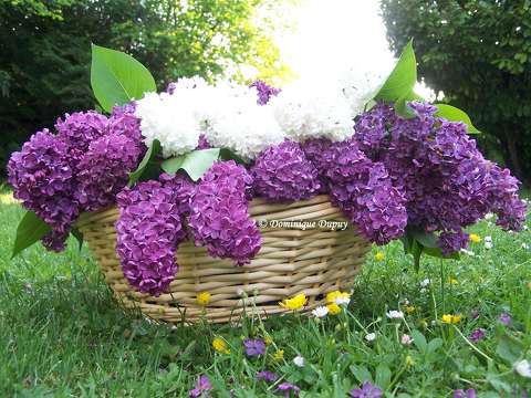 Bouquet de Lilas