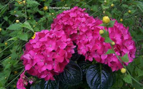 Hortensia